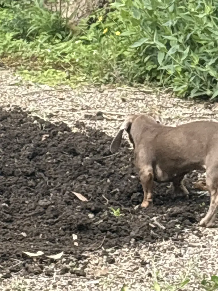 séjour avec chien en Bourgogne